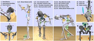 Where to mount the IMU? Validation of joint angle kinematics and sensor selection for activities of daily living